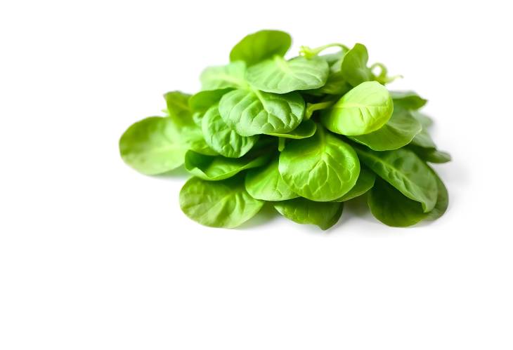 The Health Benefits of Spinach Leaves